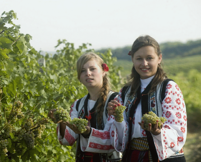 Viile sunt culese în perioade diferite, în funcţie de zonele viticole şi tipul de vin care va fi obţinut din podgoriile respective. Astfel, dacă la "Cotnari" culesul este în toi, "Murfatlar" începe să culeagă viile din această săptămână, iar "Jidvei", care are plantaţiile la foarte mare altitudine, va începe culesul viilor la sfârşitul lunii septembrie, în prezent strugurii aflându-se în plin proces de maturare, acumulând zaharuri.
